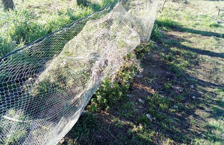 Catturava uccelli per venderli al mercato nero. Sequestrate le reti e liberati gli animali dai carabinieri - CasertaCE