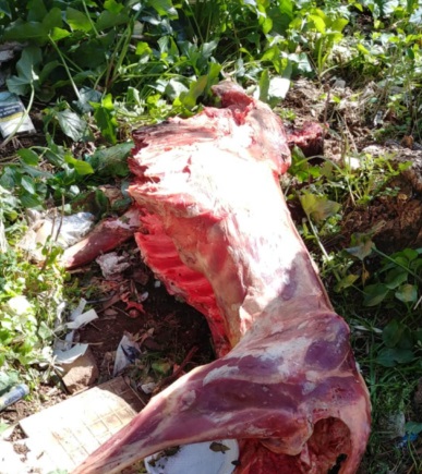 LA FOTO. Scoperta choc: carcasse di animali scuoiati nelle campagne - CasertaCE