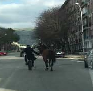 IL VIDEO. CASERTA. Un cavallo trascinato per le vie del centro. E' illegale e può provocare danni all'animale - CasertaCE
