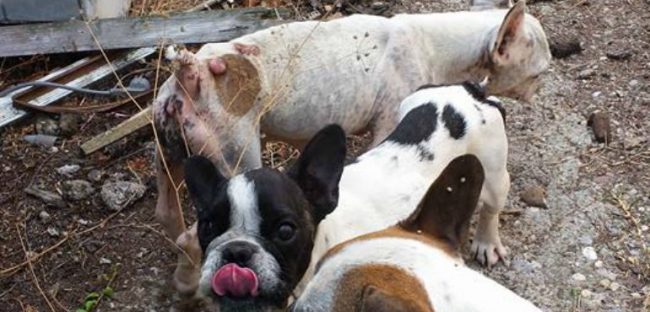 Sequestro e denuncia a proprietario allevamento cani per maltrattamento. Salvati in 38 tra cuccioli e adulti - CasertaCE