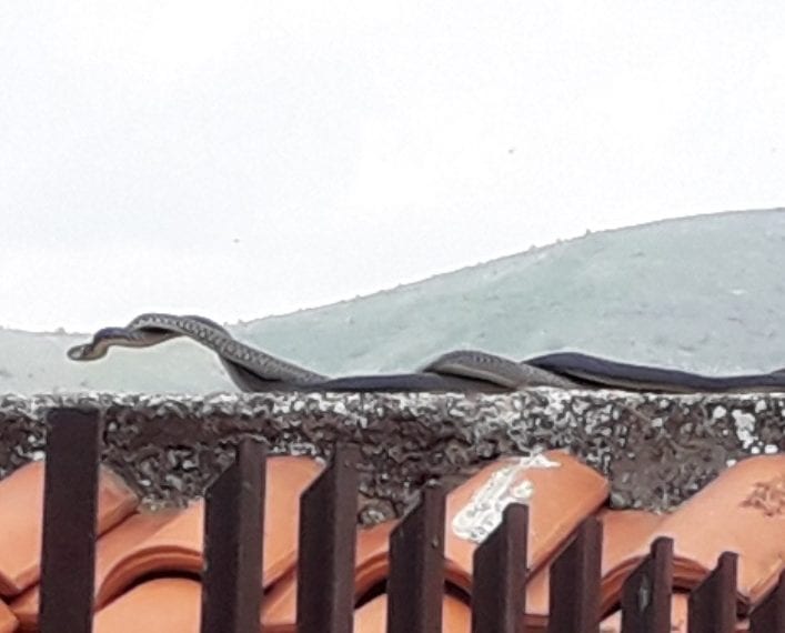 LE FOTO. CASERTA IN CRISI. Topi e serpenti a pochi metri dalla scuola elementare - CasertaCE