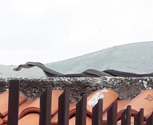 LE FOTO. CASERTA IN CRISI. Topi e serpenti a pochi metri dalla scuola elementare - CasertaCE