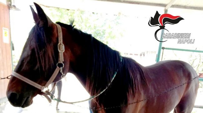 Sequestrato il cavallo drogato che aveva partecipato al Premio Vesuvio dell'ippodromo di Aversa - CasertaCE