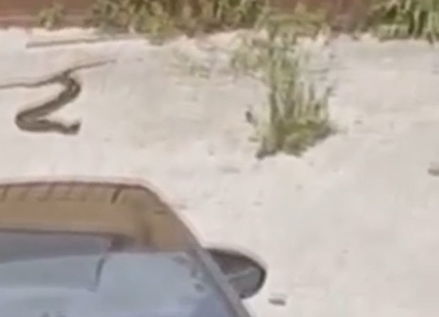 IL VIDEO. Davanti alla scuola media arrivano pure i serpenti "in amore". La denuncia sul degrado intorno all'edificio - CASERTACE