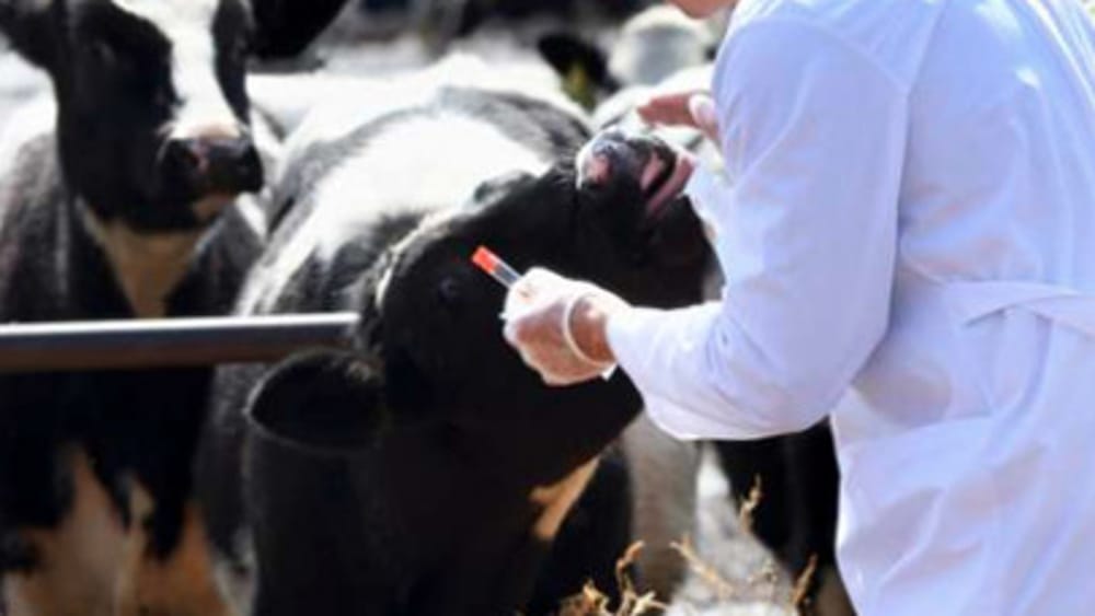 Aggrediti da titolari di un'azienda agricola, 2 veterinari finiscono in ospedale