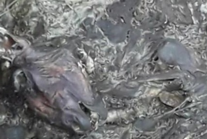 Carcasse di animali nel canale della montagna di san Michele - CasertaCE