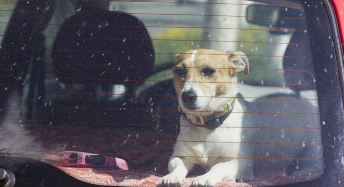 CASERTA. Lasciano il cane in auto a 40 gradi sotto il sole. Salvato dai vigili del fuoco - CasertaCE