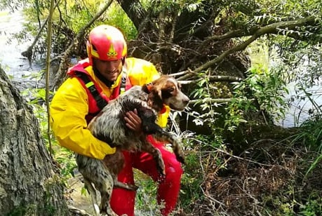 CASERTACE - Le foto del miracoloso salvataggio di un cane nel fiume Volturno eseguito dai vigili del fuoco