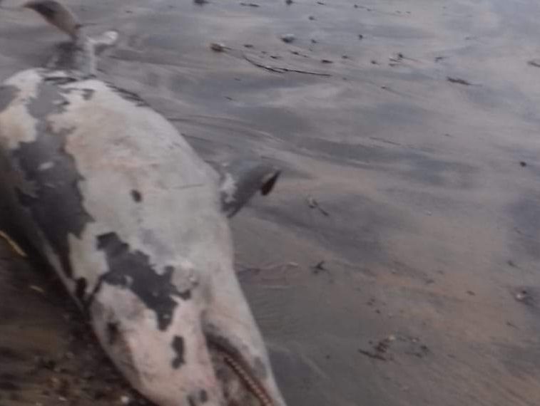 LA FOTO. Delfino senza vita trovato sulla spiaggia, i casi sono in aumento - CasertaCE
