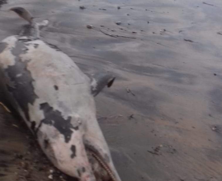 LA FOTO. Delfino senza vita trovato sulla spiaggia, i casi sono in aumento - CasertaCE