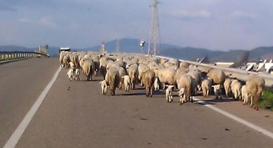 Il gregge di pecore invade la strada, uomo finisce con l'auto in un fossato - CasertaCE