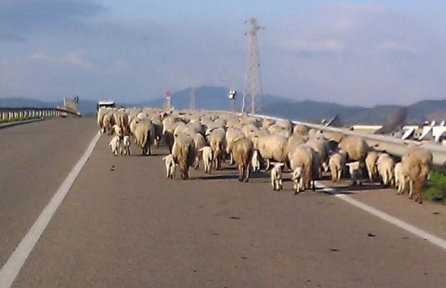 Il gregge di pecore invade la strada, uomo finisce con l'auto in un fossato - CasertaCE