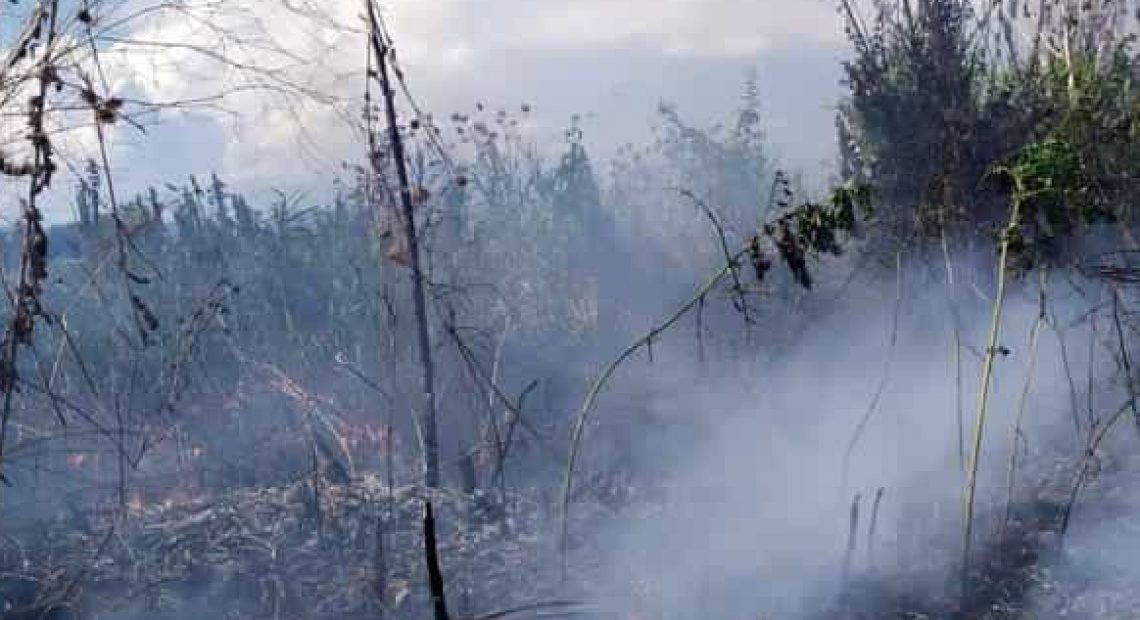 CASERTACE - LA FOTO. Paura a due passi dal caseificio, in fiamme 500 metri quadrati di vegetazione