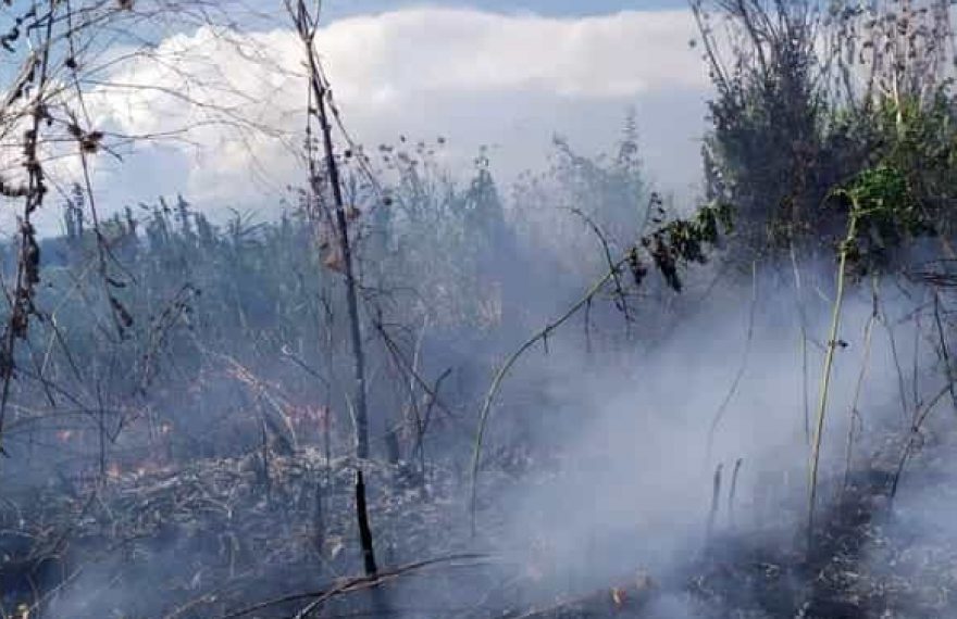 CASERTACE - LA FOTO. Paura a due passi dal caseificio, in fiamme 500 metri quadrati di vegetazione