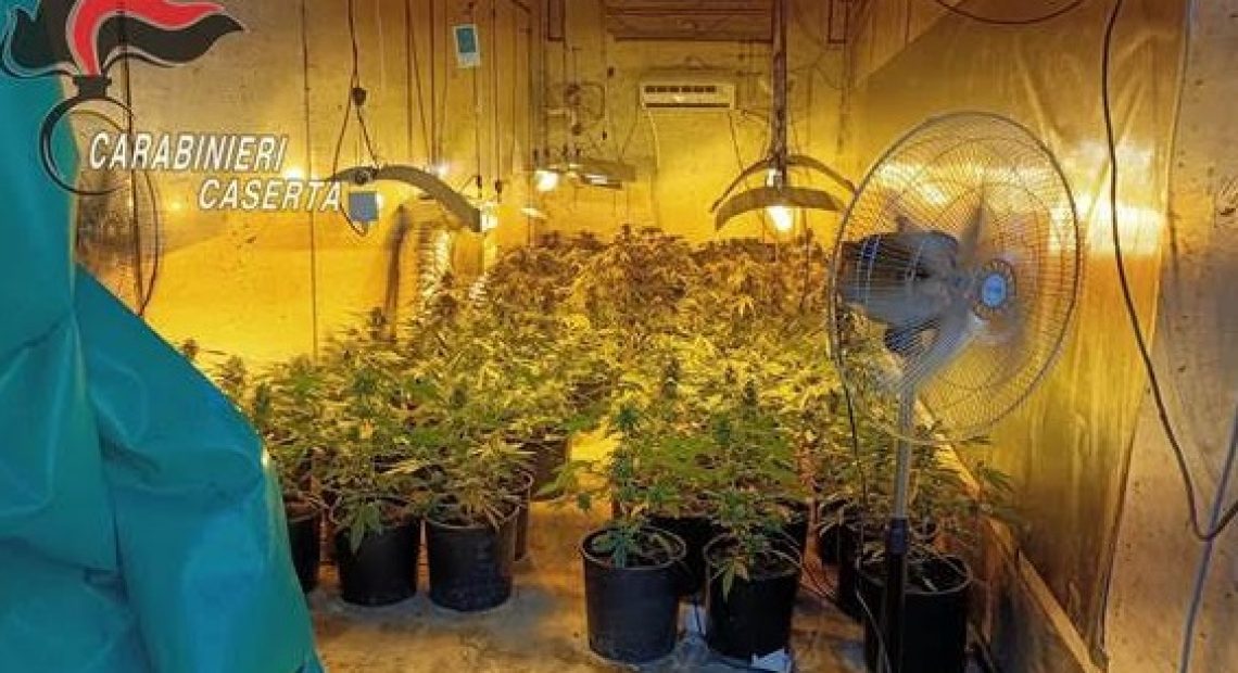 Padre e figlio trovati con oltre 200 piante di marijuana tornano in libertà - CasertaCE