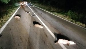 animali morti in strada